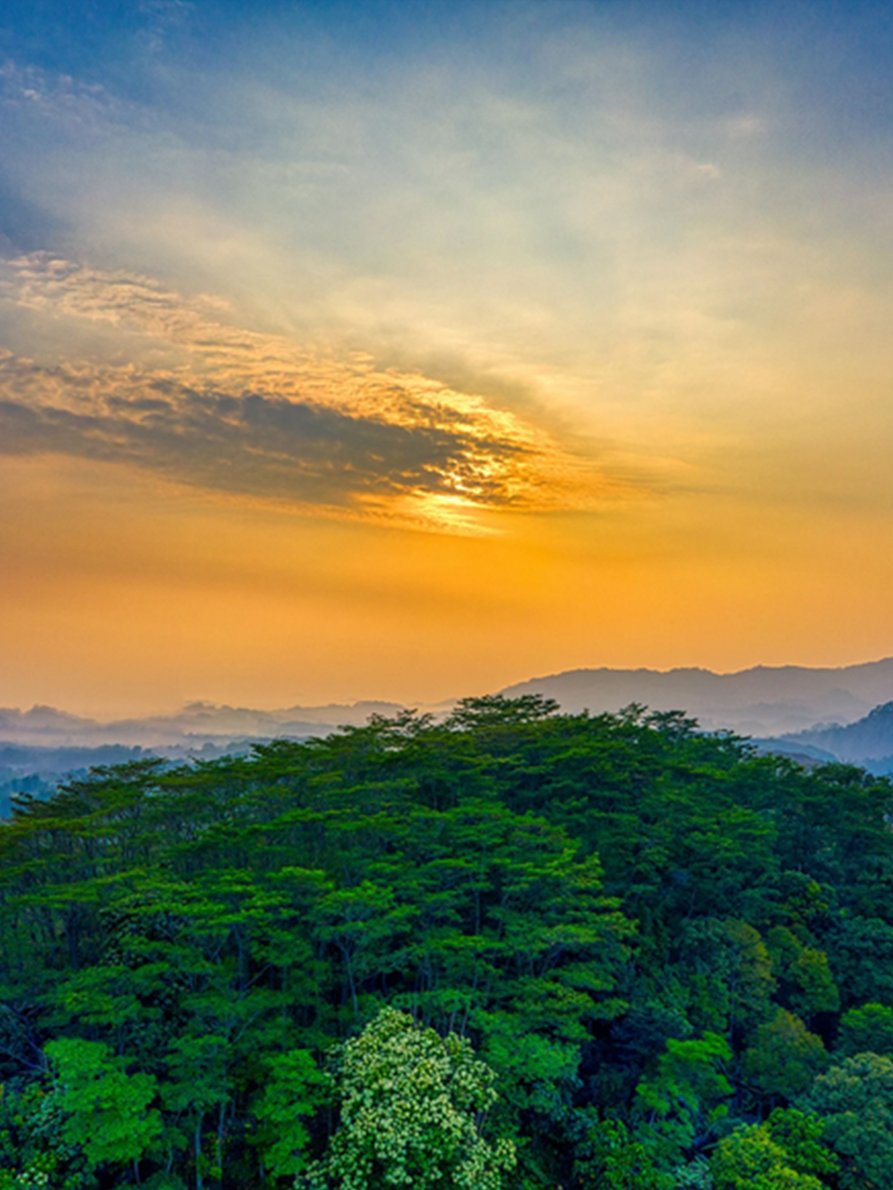 Illustration – forêt